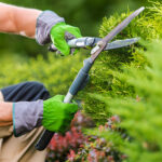 Entretien de jardin : Les erreurs à éviter