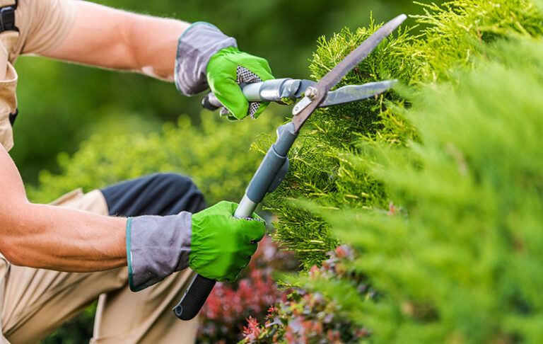 Entretien de jardin : Les erreurs à éviter
