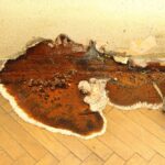 Quelle solution pour des murs avec du salpêtre
