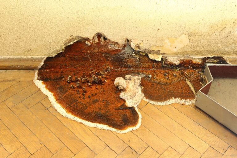 Quelle solution pour des murs avec du salpêtre